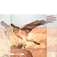 گونه سنقر خاکستری Hen Harrier